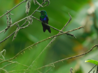 Picture of Ecuador's Amazon Jungle Adventure Picture of Ecuador's Amazon Jungle Adventure