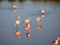Picture of Explore the Galapagos Islands by Land Picture of Explore the Galapagos Islands by Land