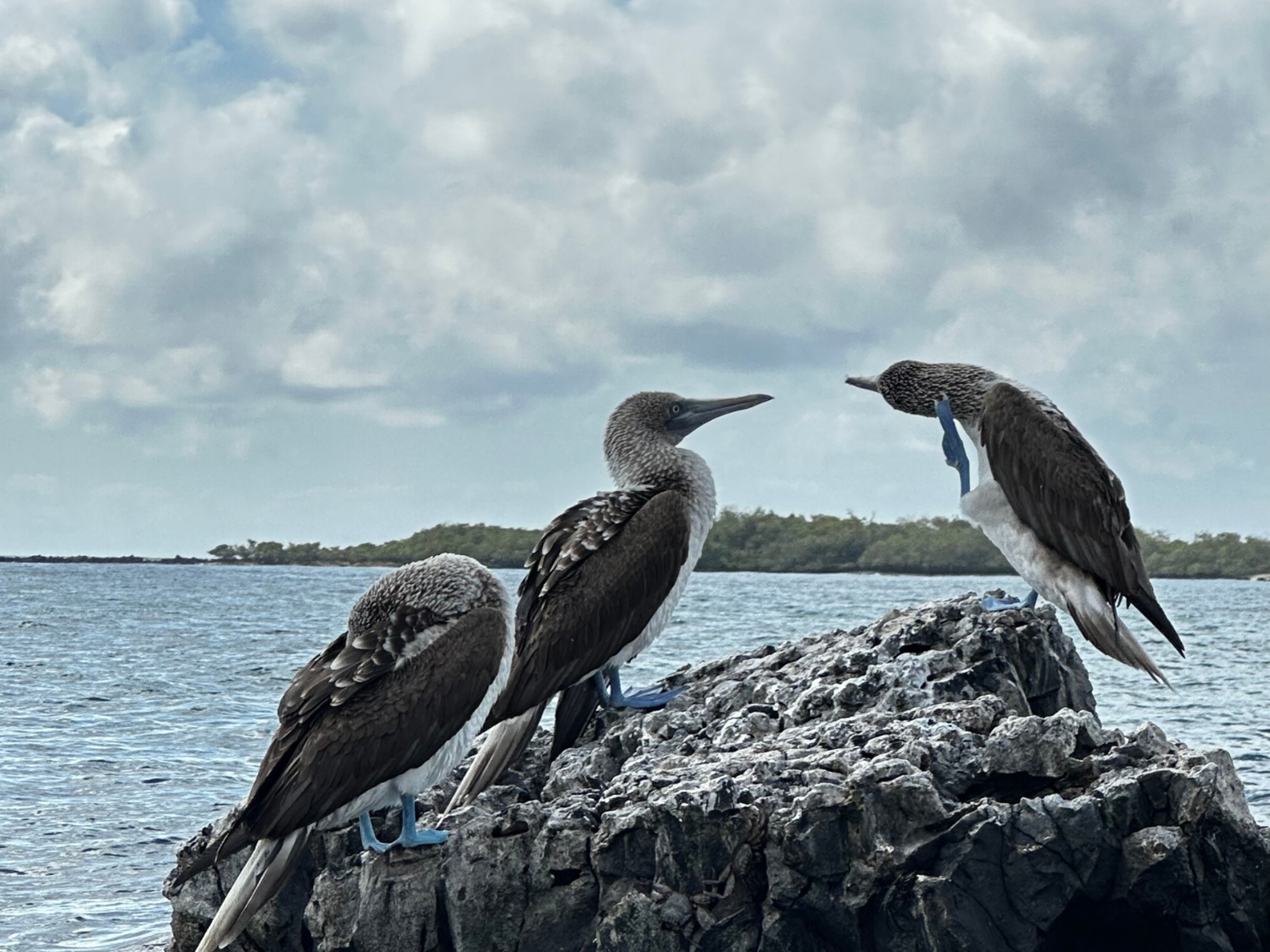 Picture of Explore the Galapagos Islands by Land Picture of Explore the Galapagos Islands by Land