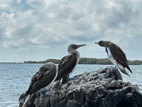 Picture of Explore the Galapagos Islands by Land Picture of Explore the Galapagos Islands by Land