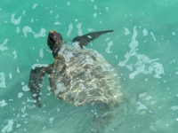Picture of Explore the Galapagos Islands by Land Picture of Explore the Galapagos Islands by Land