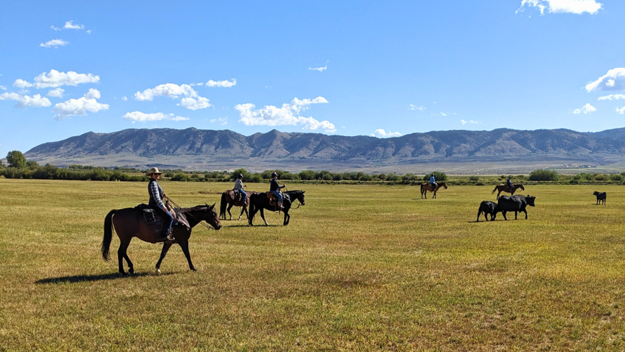 Living the Cowgirl Life