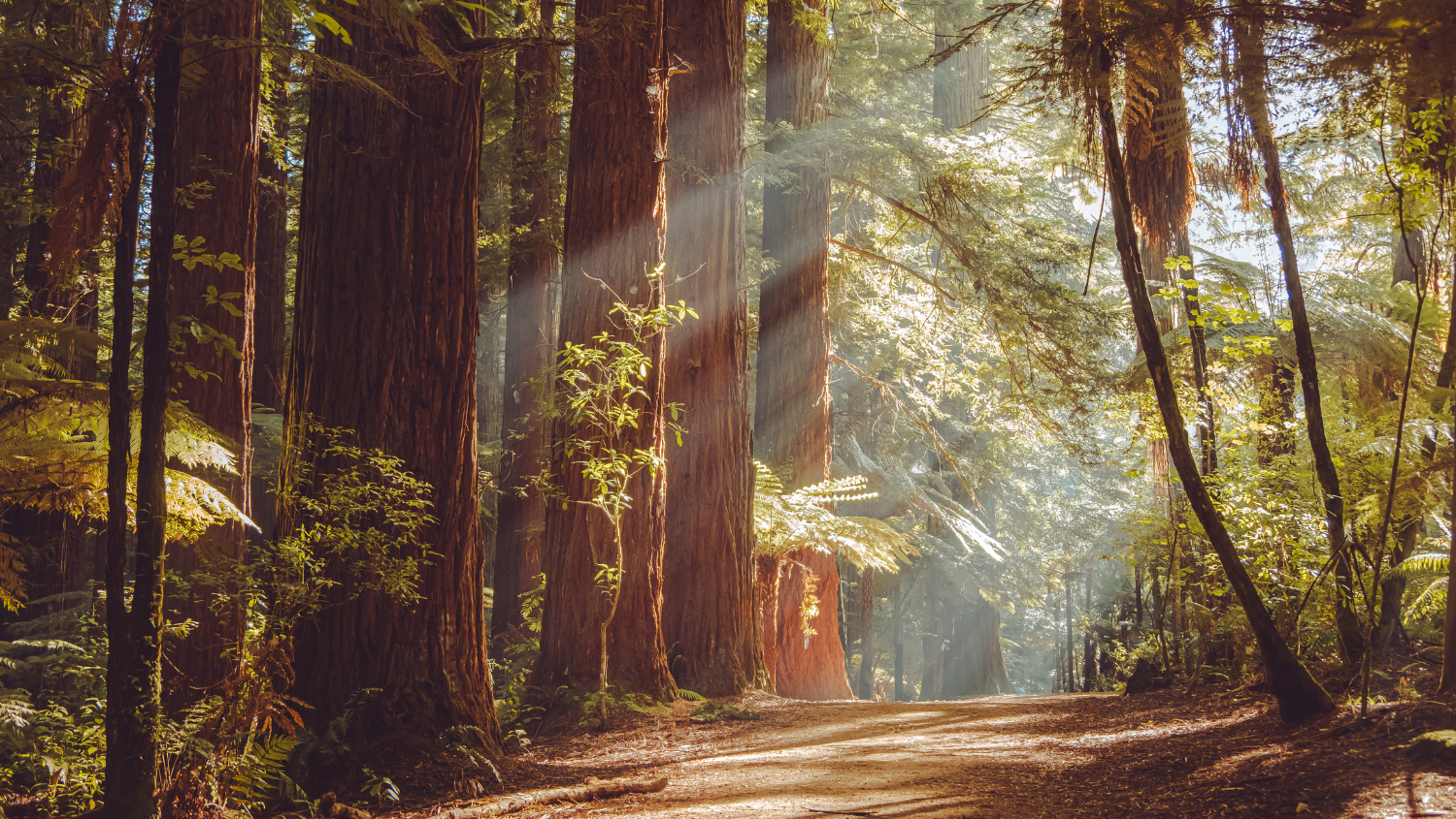 Wonder and Wellness in the Redwoods