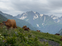 Picture of Tour du Mont Blanc Highlights Picture of Tour du Mont Blanc Highlights