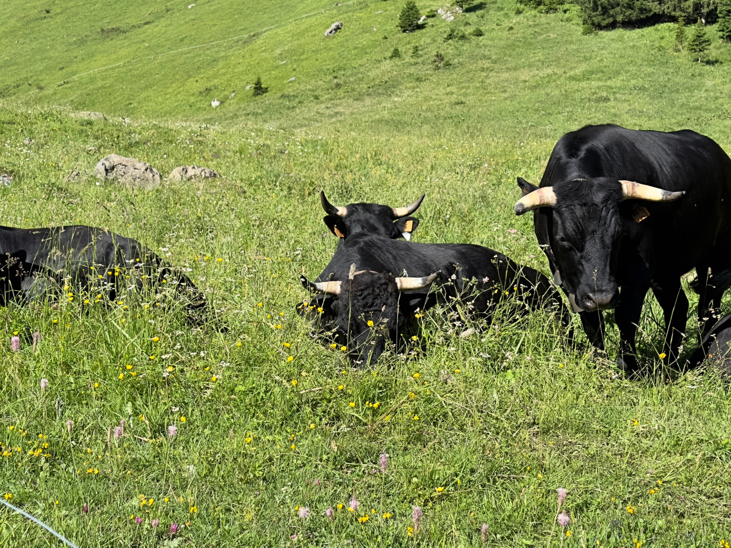 Picture of Tour du Mont Blanc Highlights