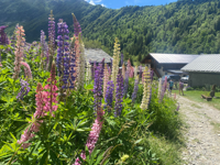 Picture of Tour du Mont Blanc Highlights Picture of Tour du Mont Blanc Highlights