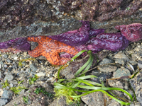 Picture of Pacific Northwest Escape: The San Juan Islands & Olympic National Park Picture of Pacific Northwest Escape: The San Juan Islands & Olympic National Park