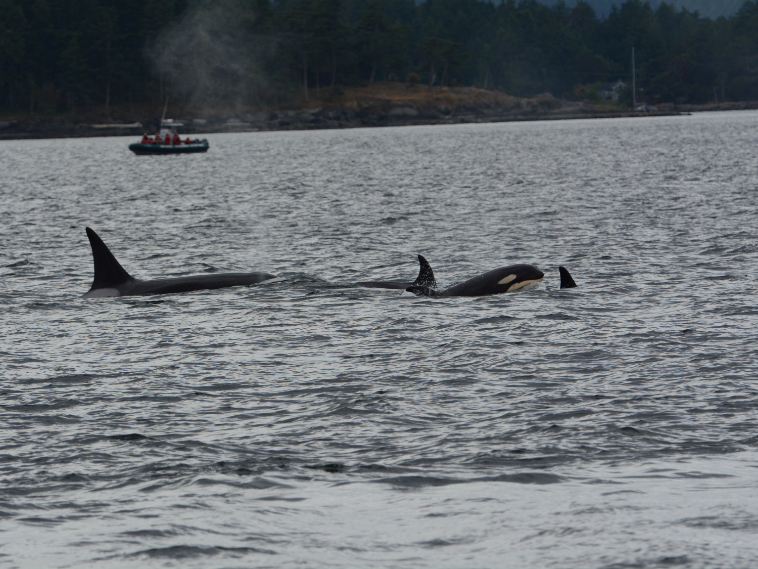 Picture of Pacific Northwest Escape: The San Juan Islands & Olympic National Park