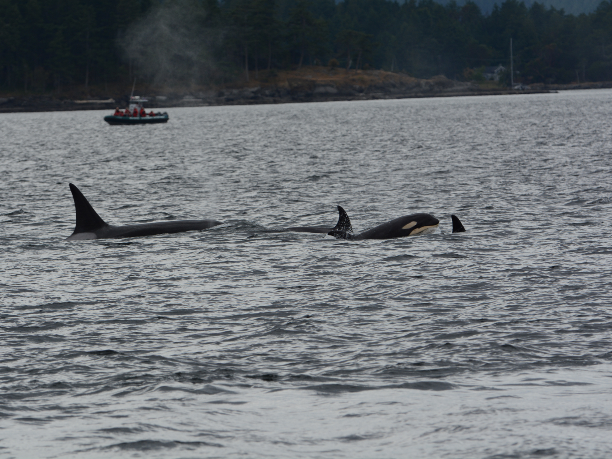 Picture of Pacific Northwest Escape: The San Juan Islands & Olympic National Park Picture of Pacific Northwest Escape: The San Juan Islands & Olympic National Park