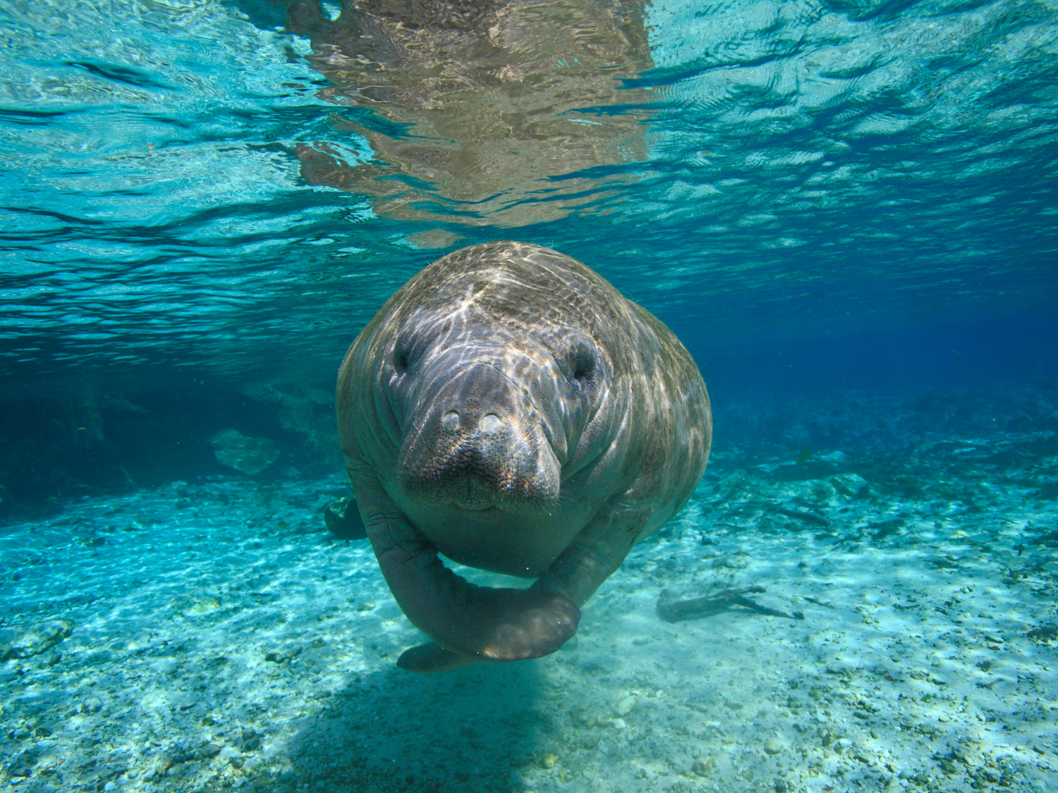 Paddling with Manatees