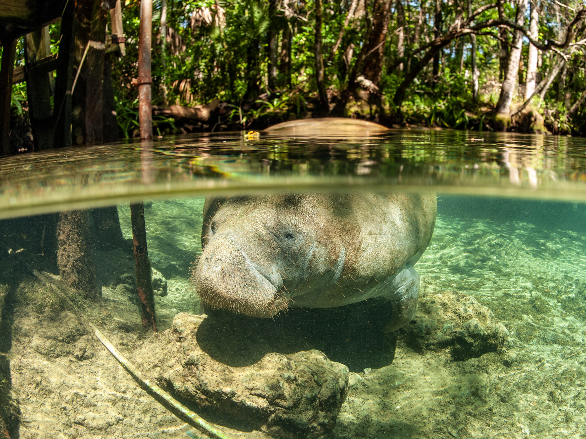 Picture of Paddling with Manatees Picture of Paddling with Manatees