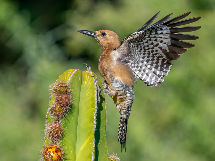 Desert Melodies: Intro to Birding and Hiking in Arizona