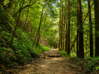 Picture of Japan's Culture and Countryside