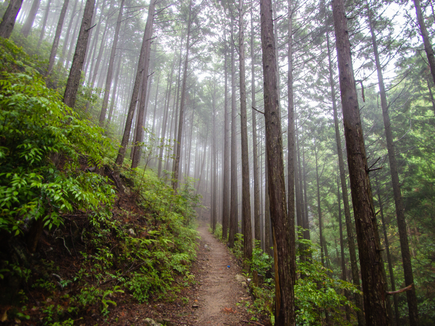 Picture of Japan's Kumano Kodo Pilgrimage Trail