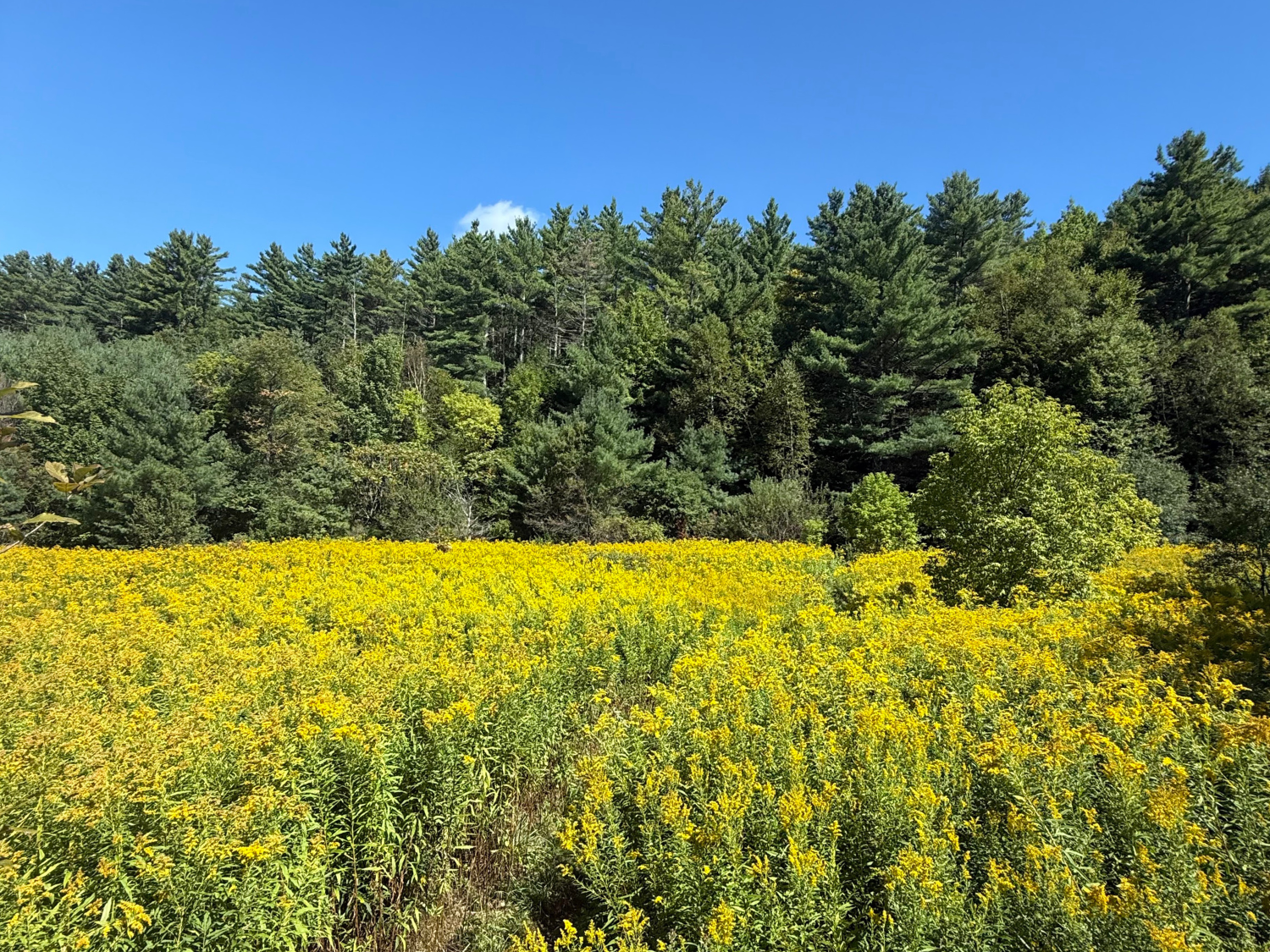 Picture of Slackpacking® Vermont