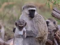 Picture of Tanzania Journey: Ngorongoro Highlands Trek and Wildlife Safari