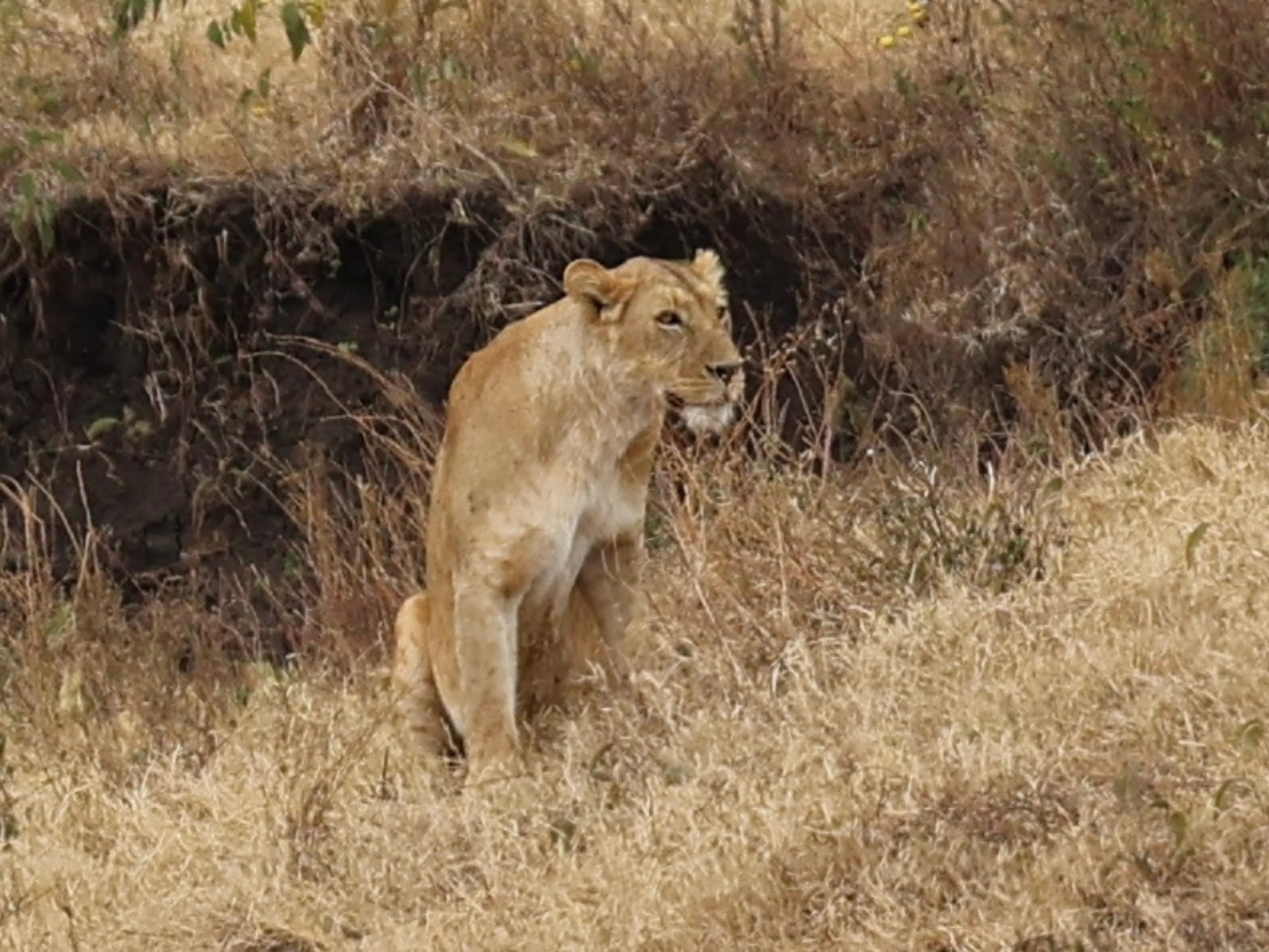 Picture of Tanzania Journey: Ngorongoro Highlands Trek and Wildlife Safari