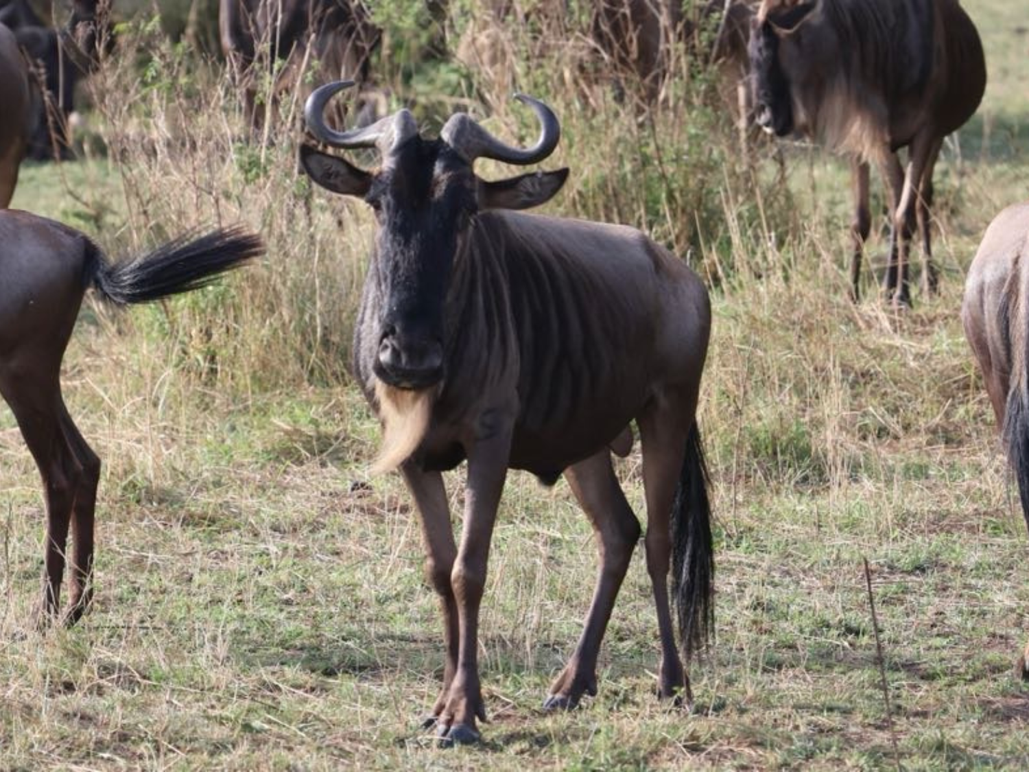 Picture of Tanzania Journey: Ngorongoro Highlands Trek and Wildlife Safari