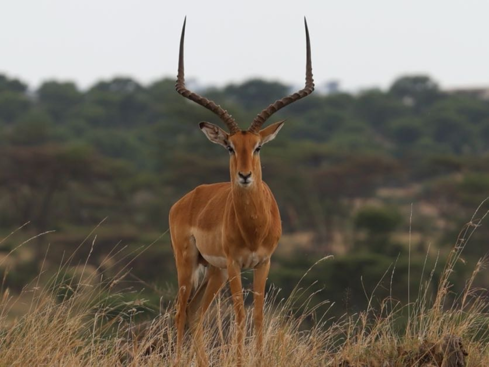 Picture of Tanzania Journey: Ngorongoro Highlands Trek and Wildlife Safari