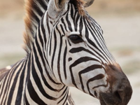 Picture of Tanzania Journey: Ngorongoro Highlands Trek and Wildlife Safari