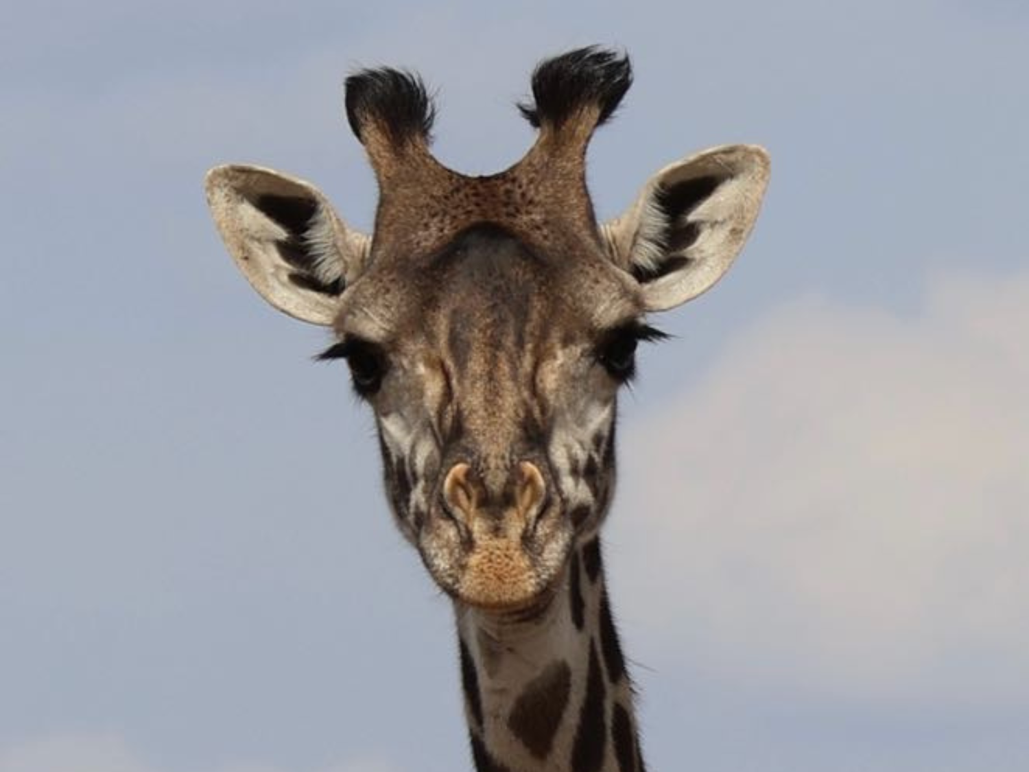 Picture of Tanzania Journey: Ngorongoro Highlands Trek and Wildlife Safari