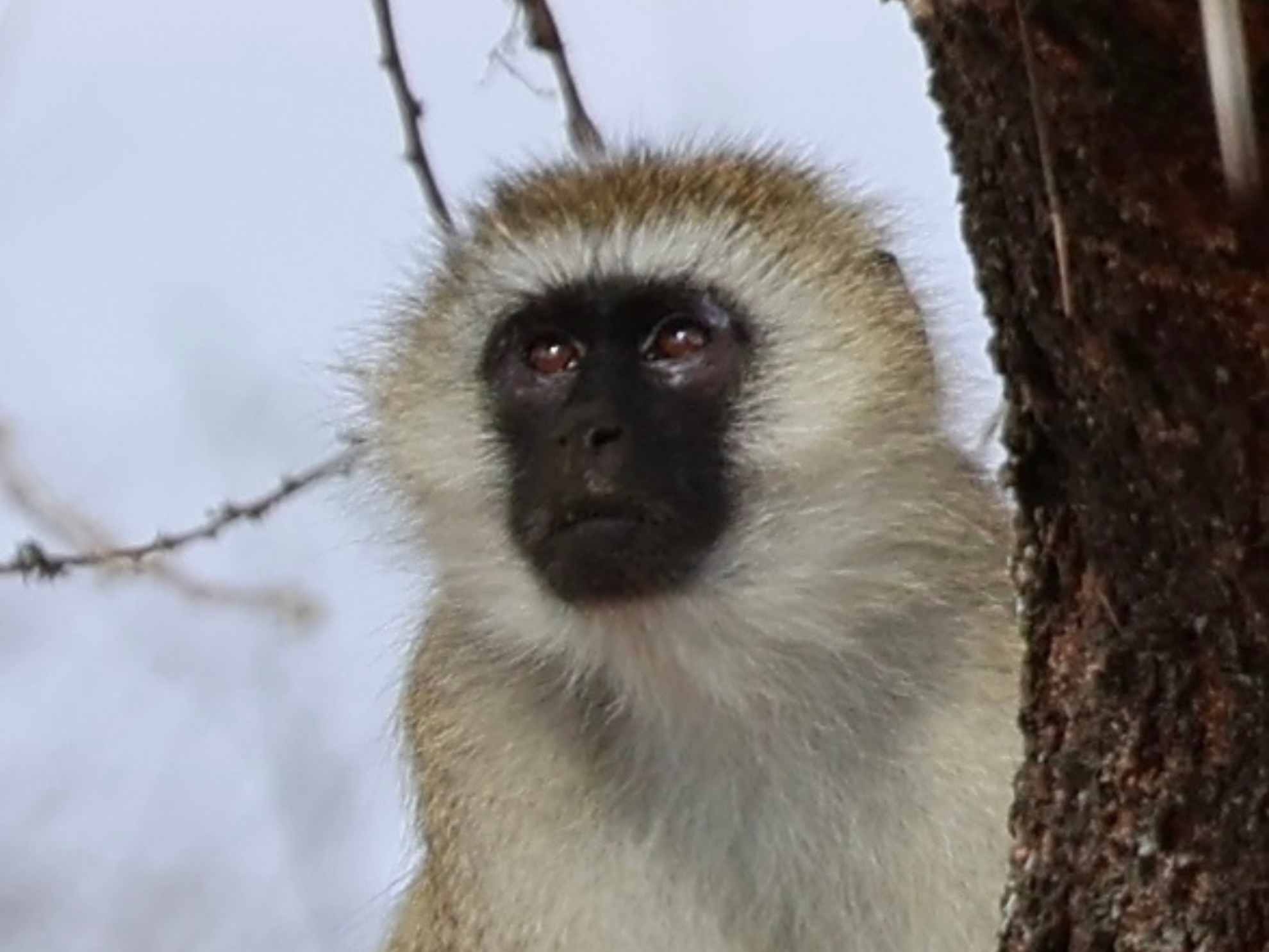Picture of Tanzania Journey: Ngorongoro Highlands Trek and Wildlife Safari