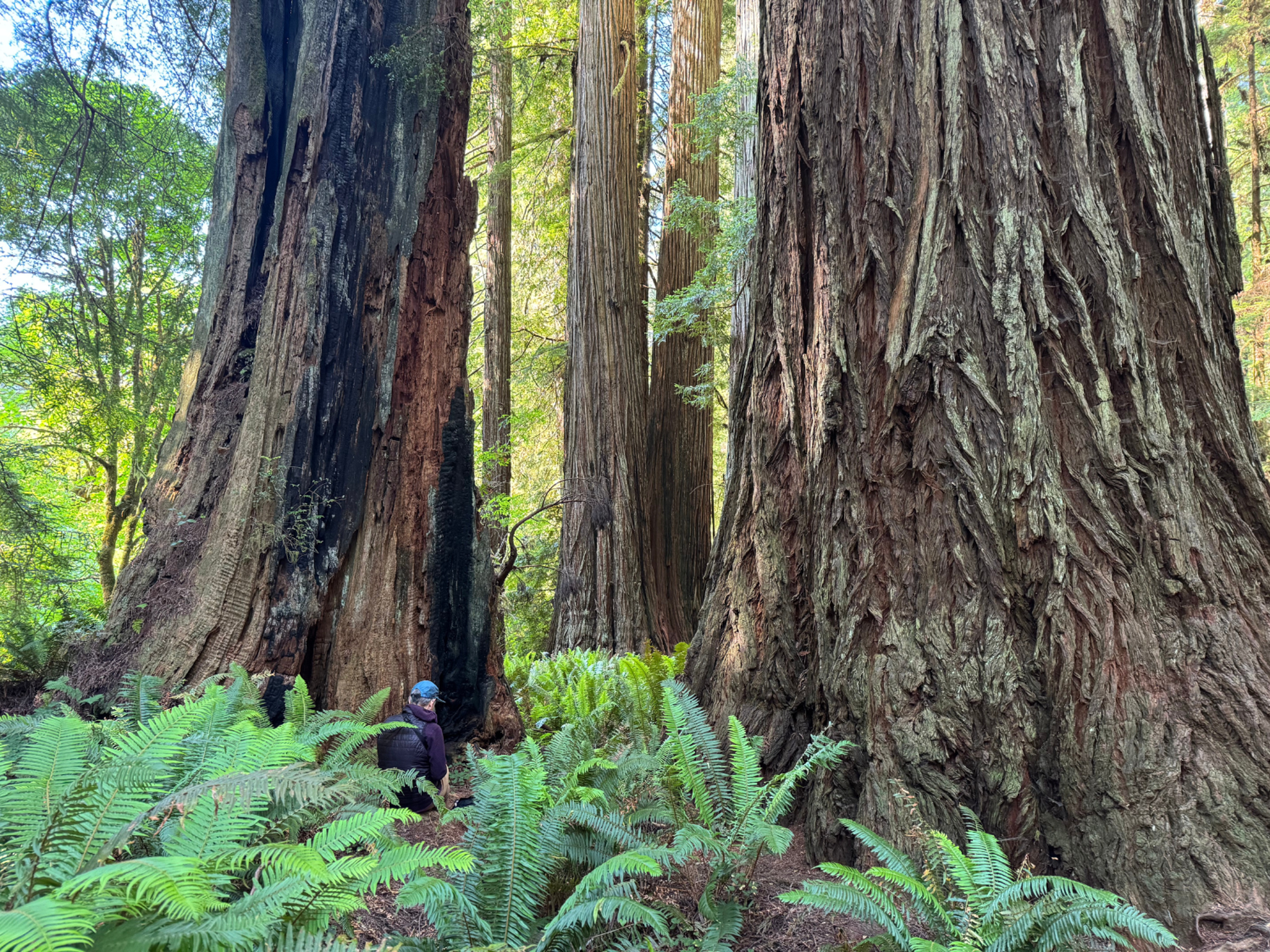 Picture of Wonder and Wellness in the Redwoods