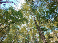 Picture of Fall in the Great Smokies