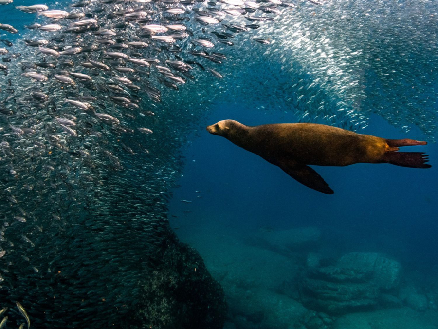 Baja Unplugged: An Island Escape on the Sea of Cortez