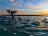 Picture of Baja & Beyond - Camping and Kayaking on the Sea of Cortez