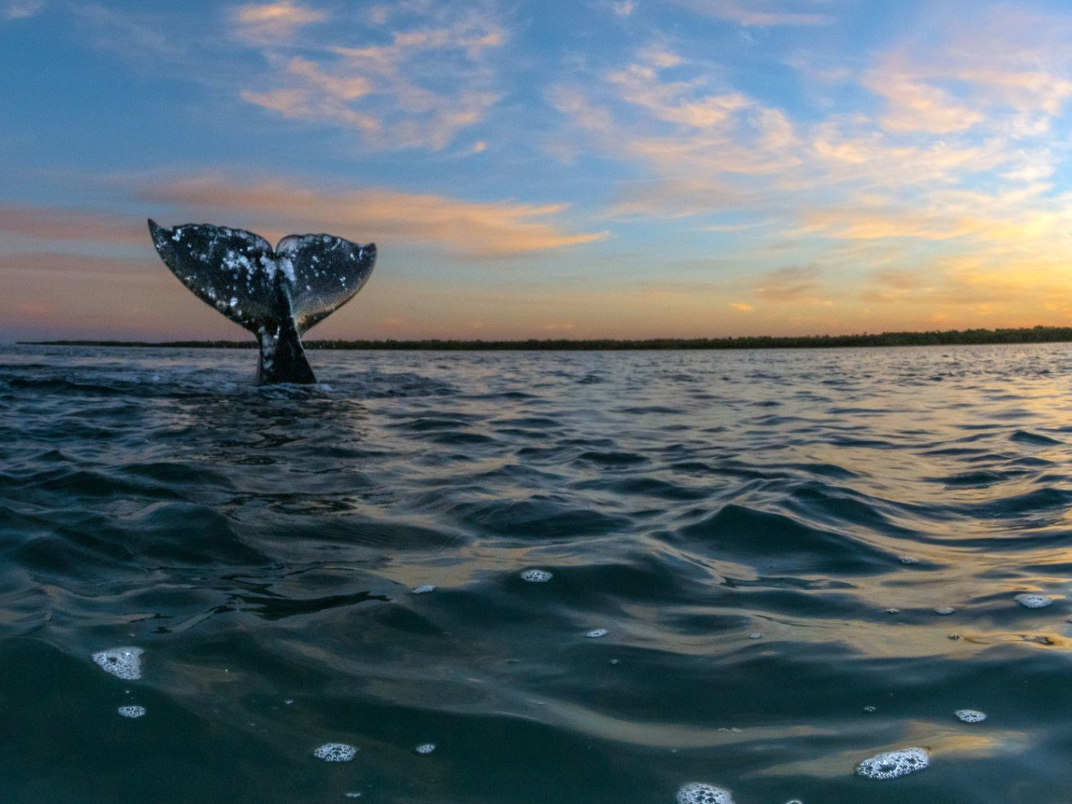 Picture of Baja Unplugged: An Island Escape on the Sea of Cortez