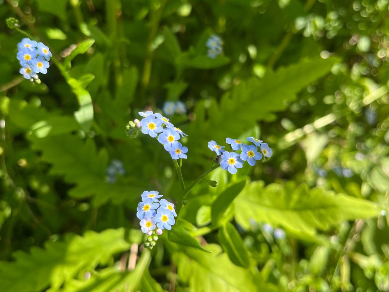 Picture of Slackpacking® Massachusetts