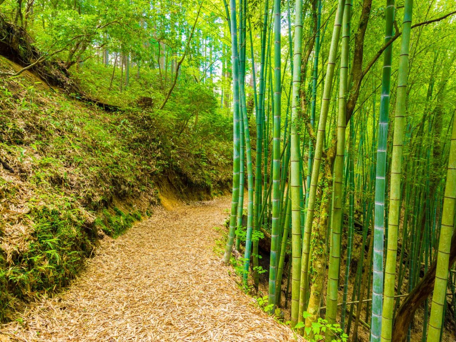 Picture of Japan's Culture and Countryside