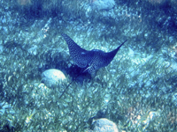 Picture of Best of Belize: Snorkeling, Kayaking & Culture