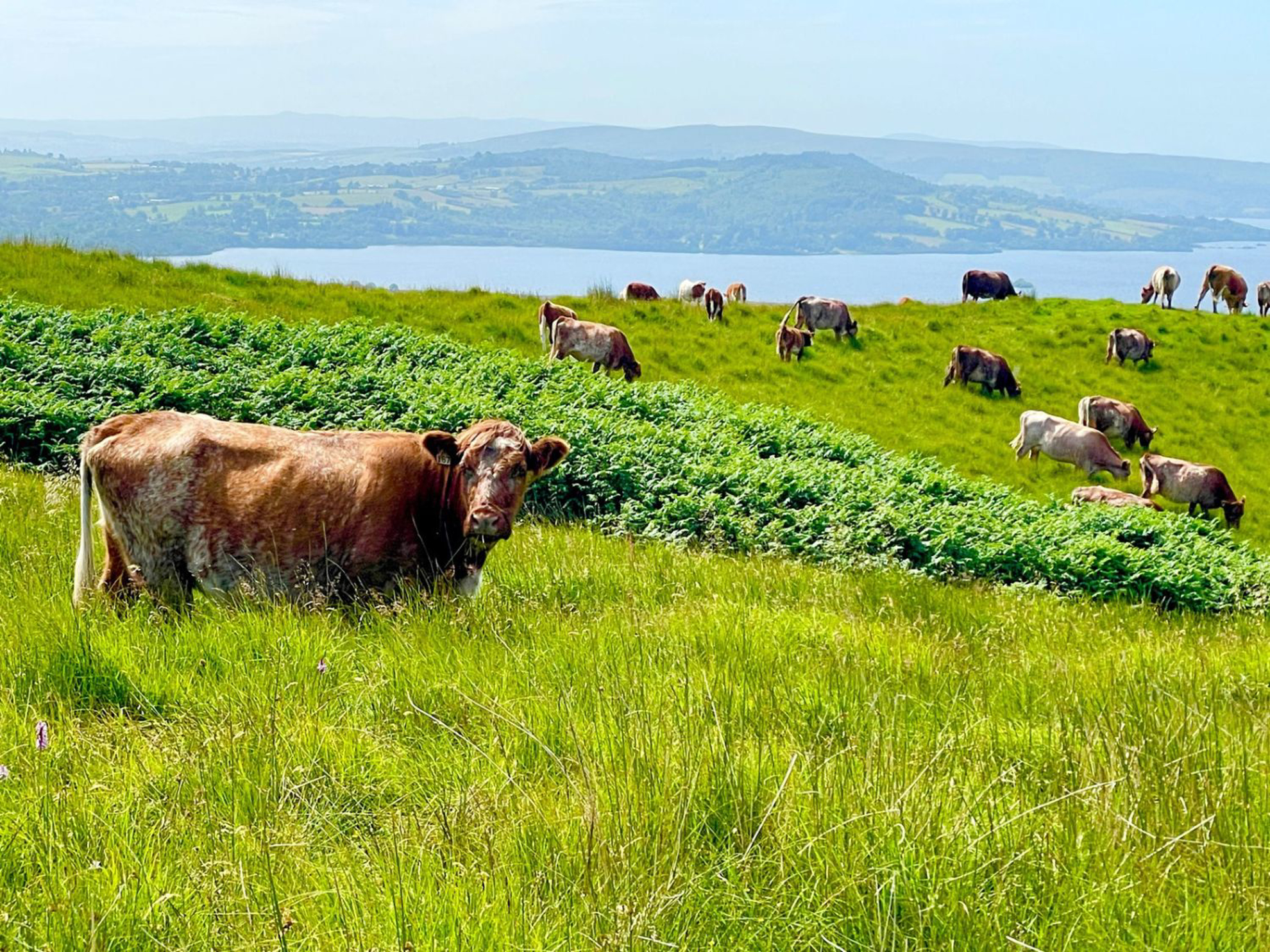 Picture of Exploring Scotland: Isles, Landscapes, and Lochs