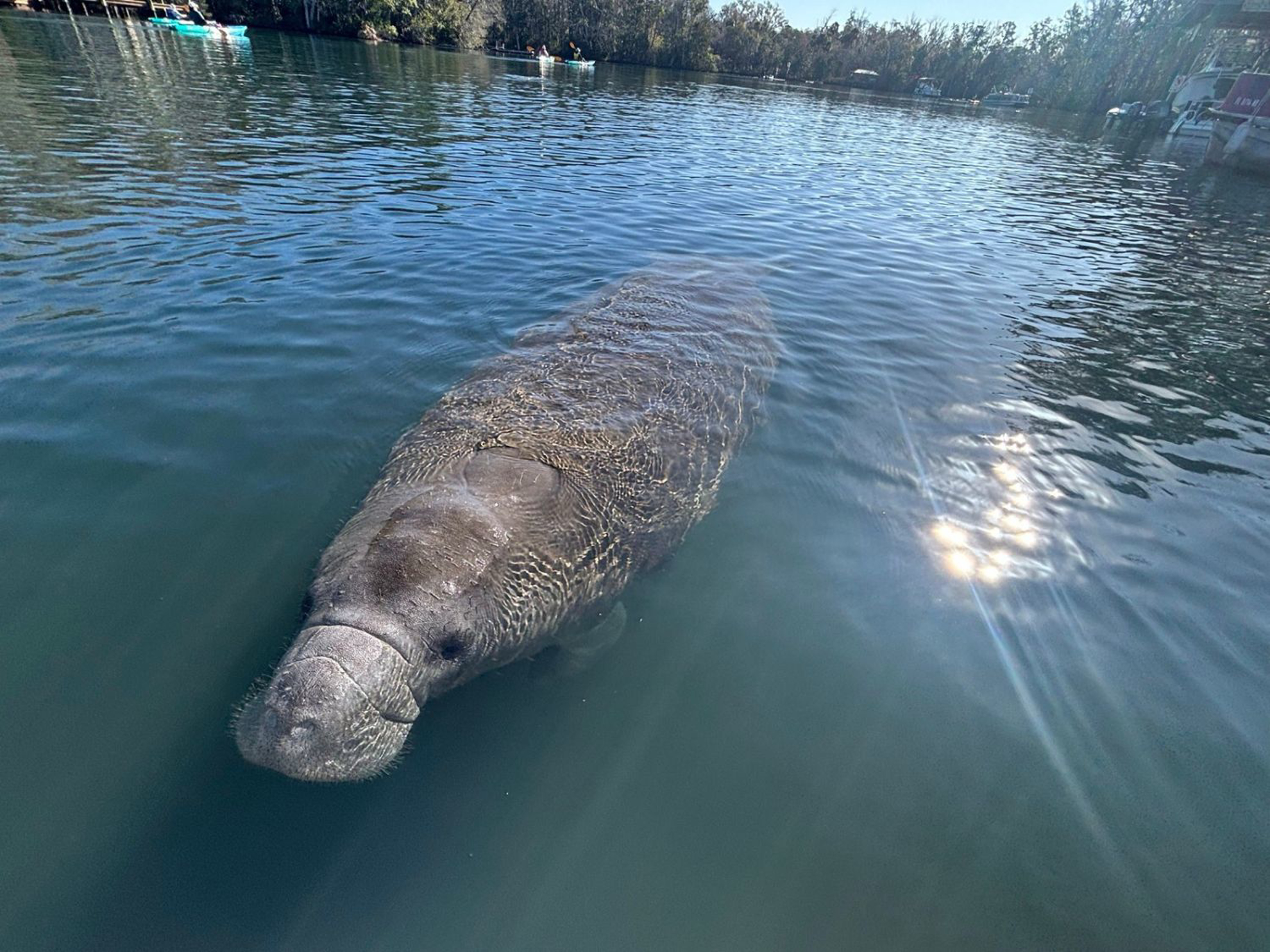 Picture of Paddling with Manatees
