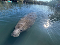 Picture of Paddling with Manatees
