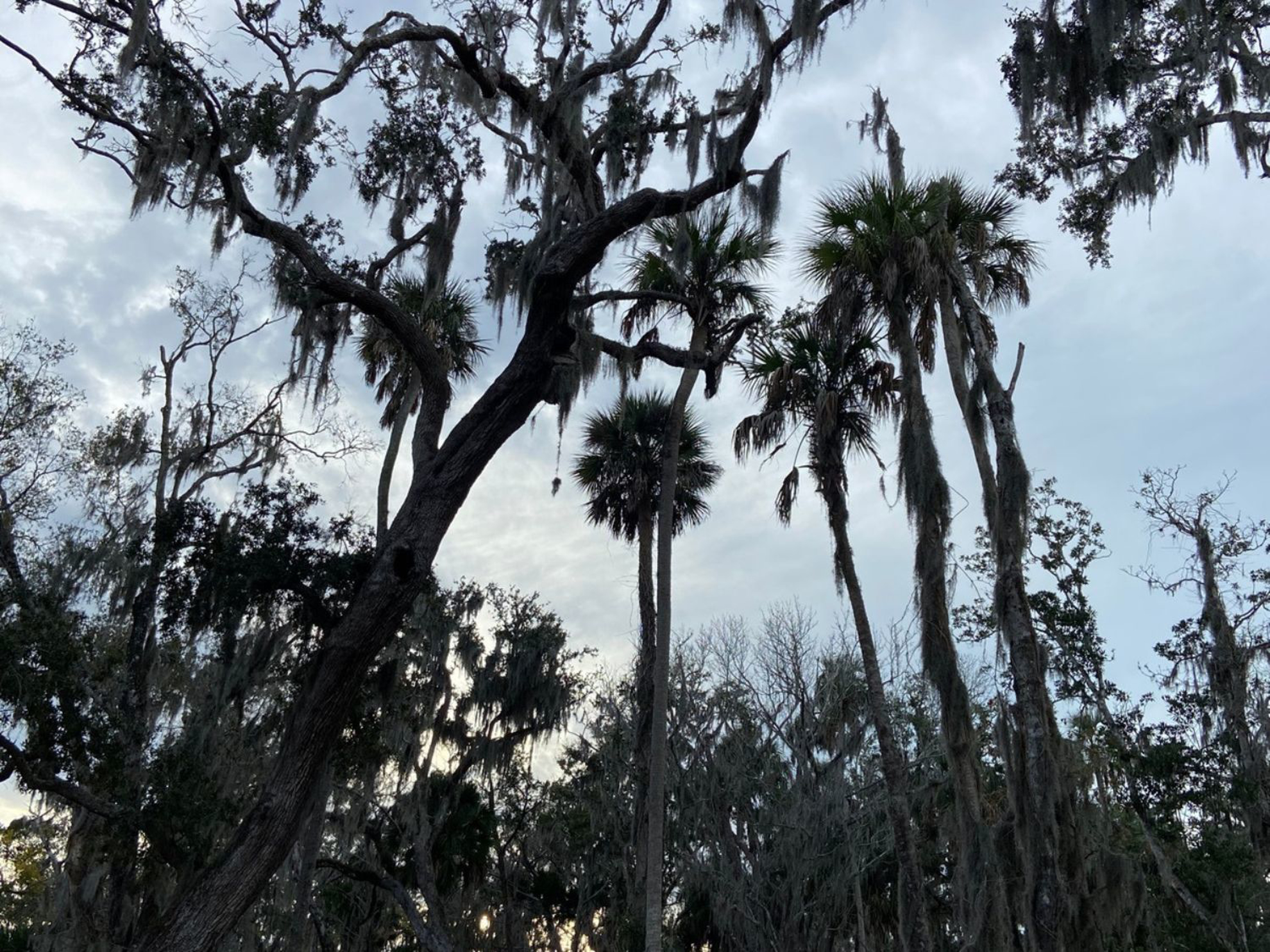 Picture of Paddling with Manatees