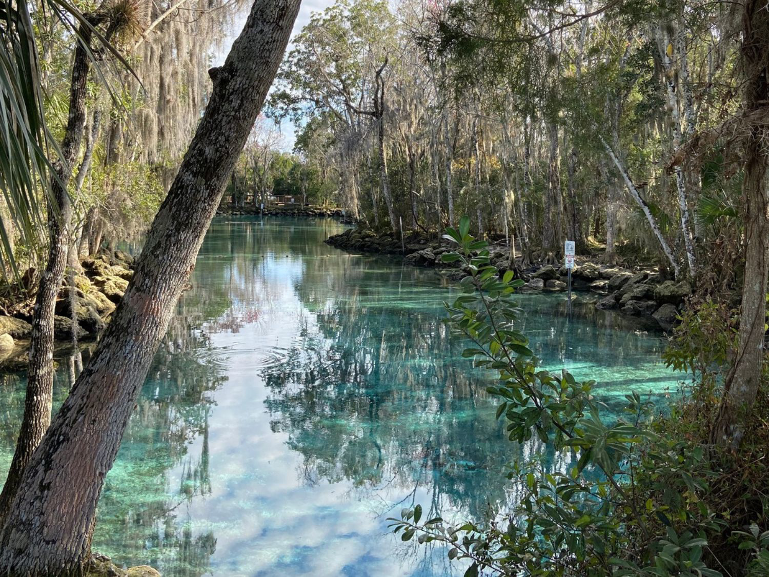 Picture of Paddling with Manatees