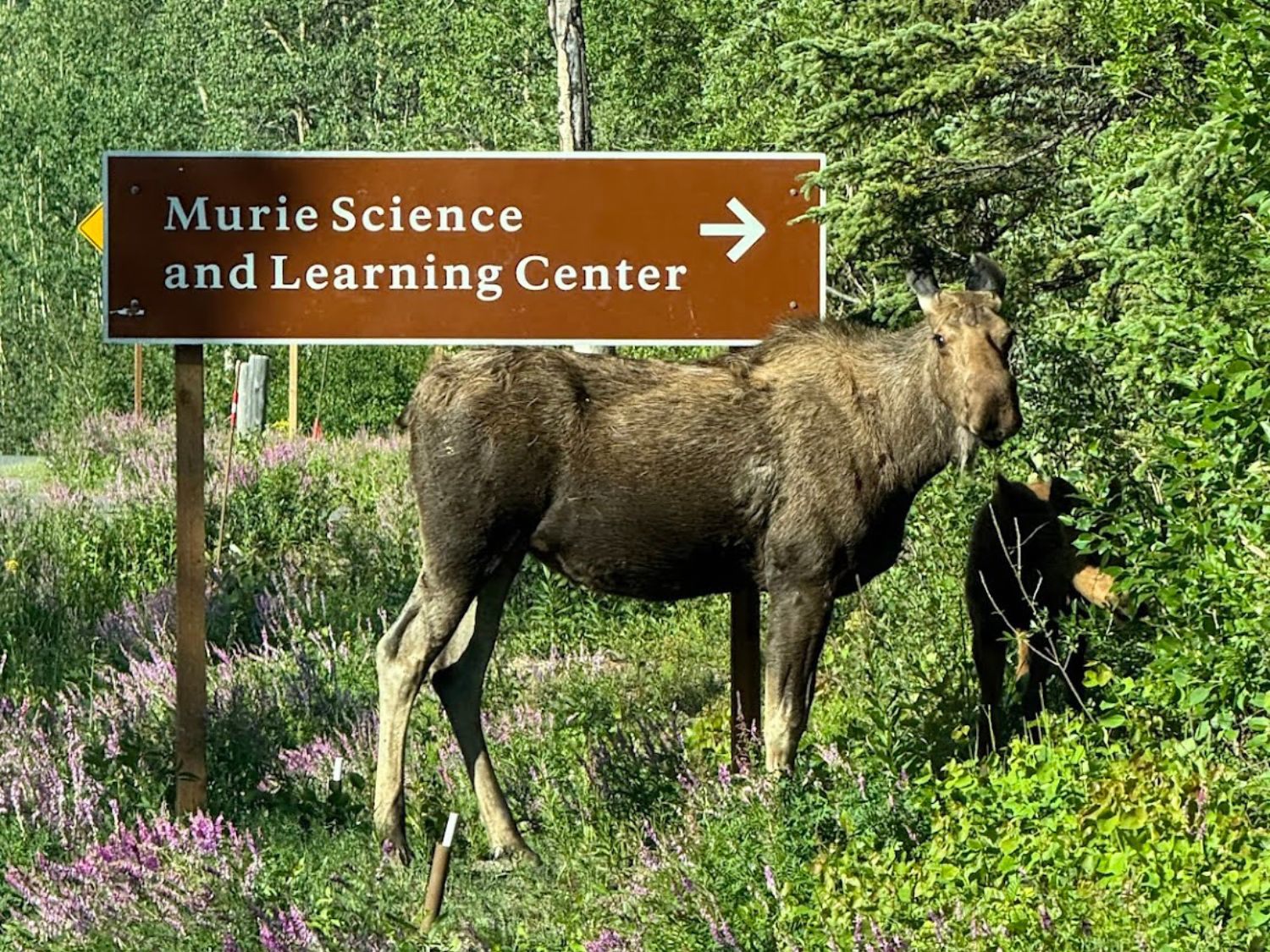 Picture of Alaska: From Anchorage to Fairbanks