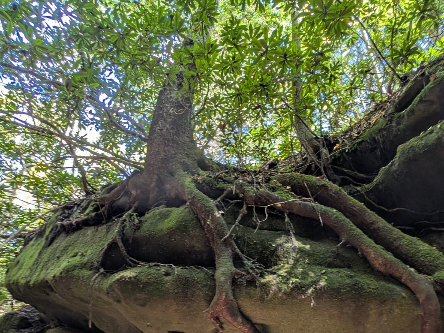 Picture of Exploring the Big South Fork