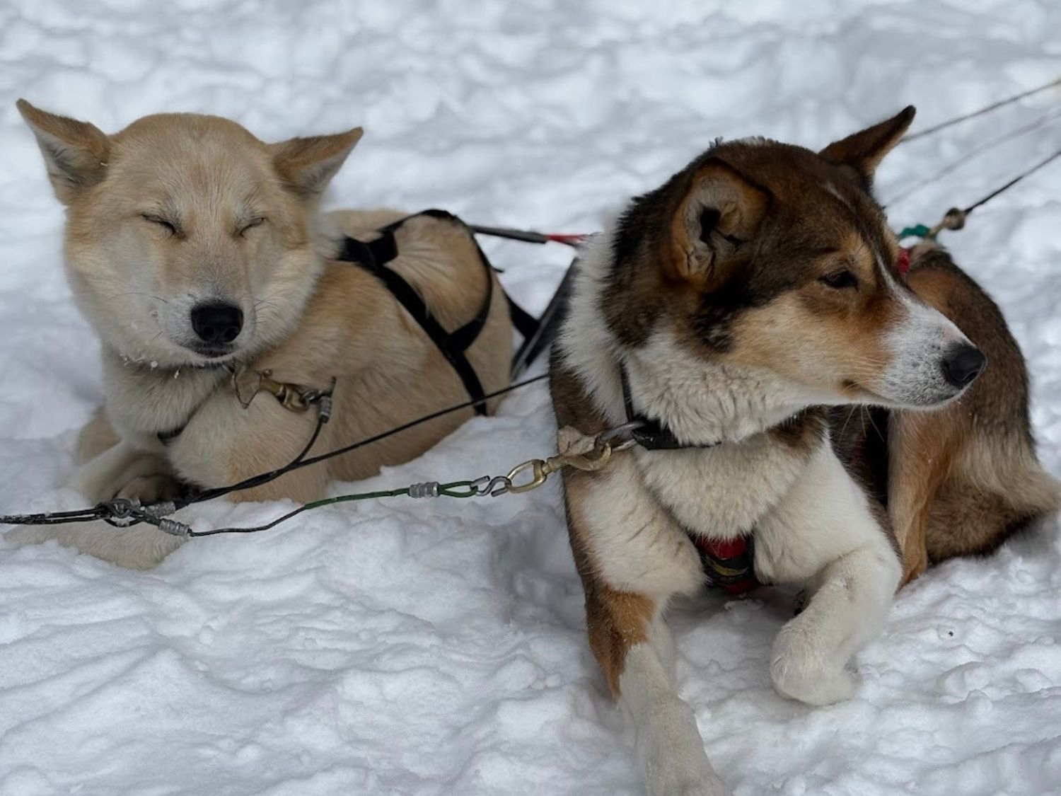 Picture of Dog Sledding and Winter Fun