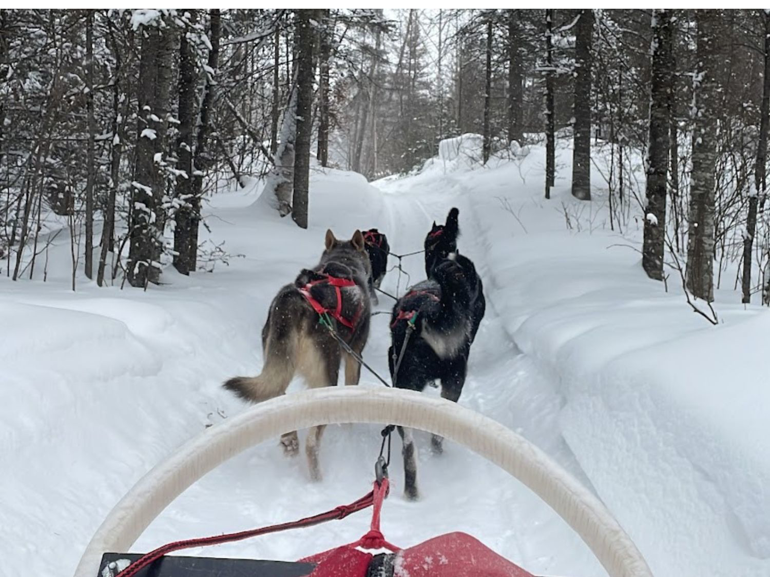 Picture of Dog Sledding and Winter Fun