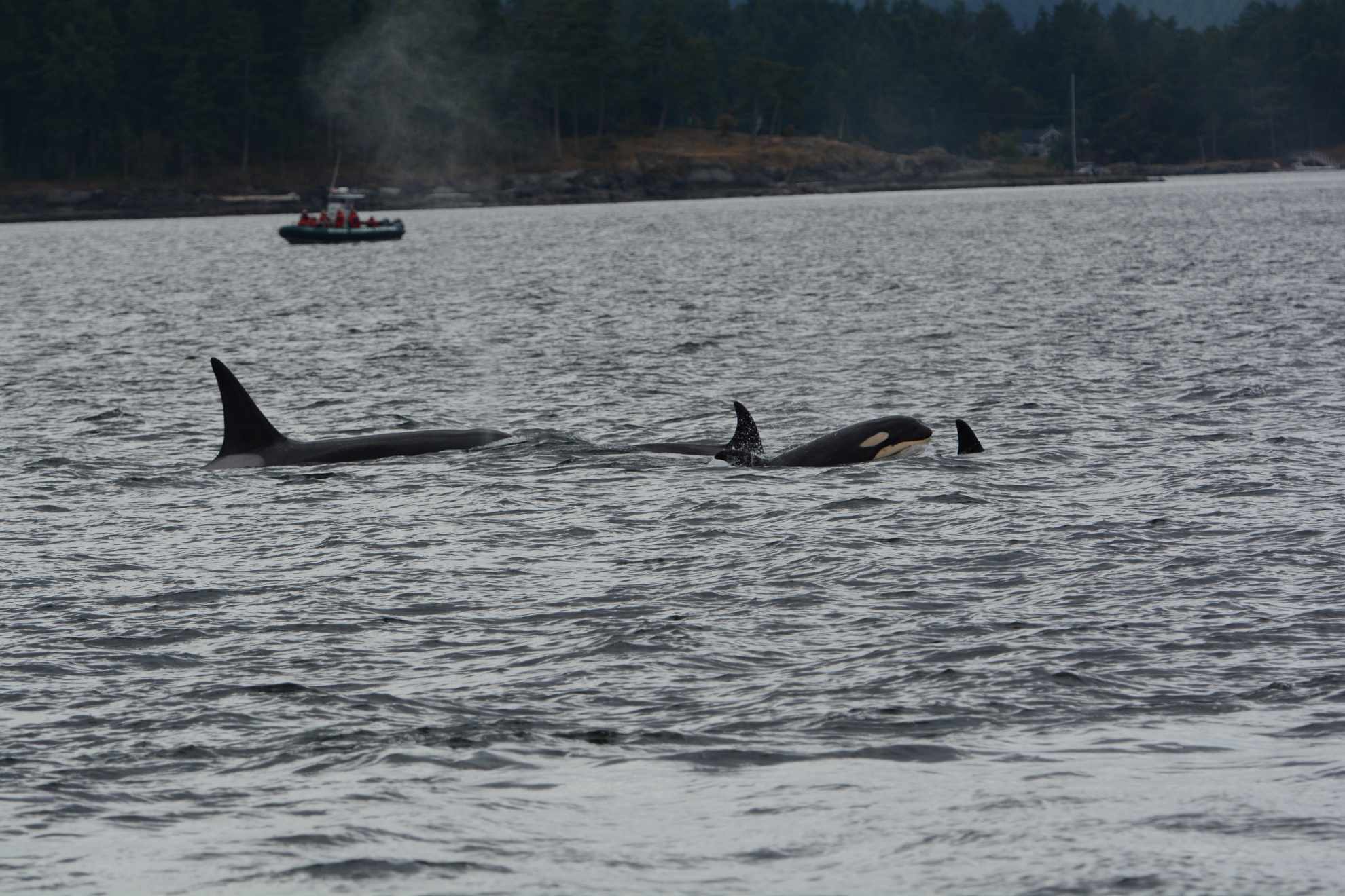 Picture of San Juan Islands Exploration