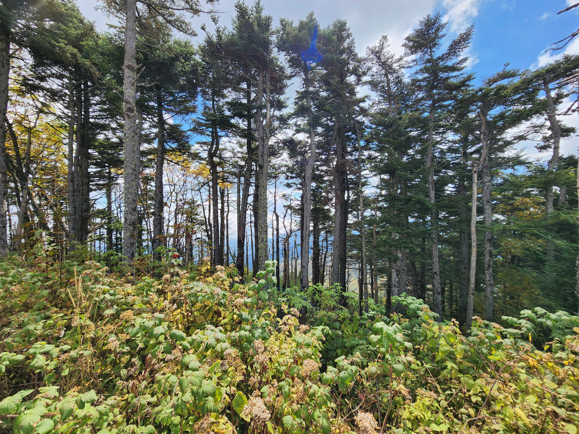 Picture of Blue Ridge Rambling