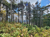 Picture of Blue Ridge Rambling