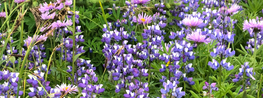A Hiker’s Guide to Wildflowers: How to Spot, Identify, and Appreciate Blooms on the Trail