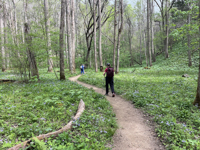 Picture of Wildflowers & Waterfalls: Exploring the Great Smokies