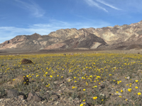 Picture of Desert Oasis Adventure: From Death Valley to Joshua Tree