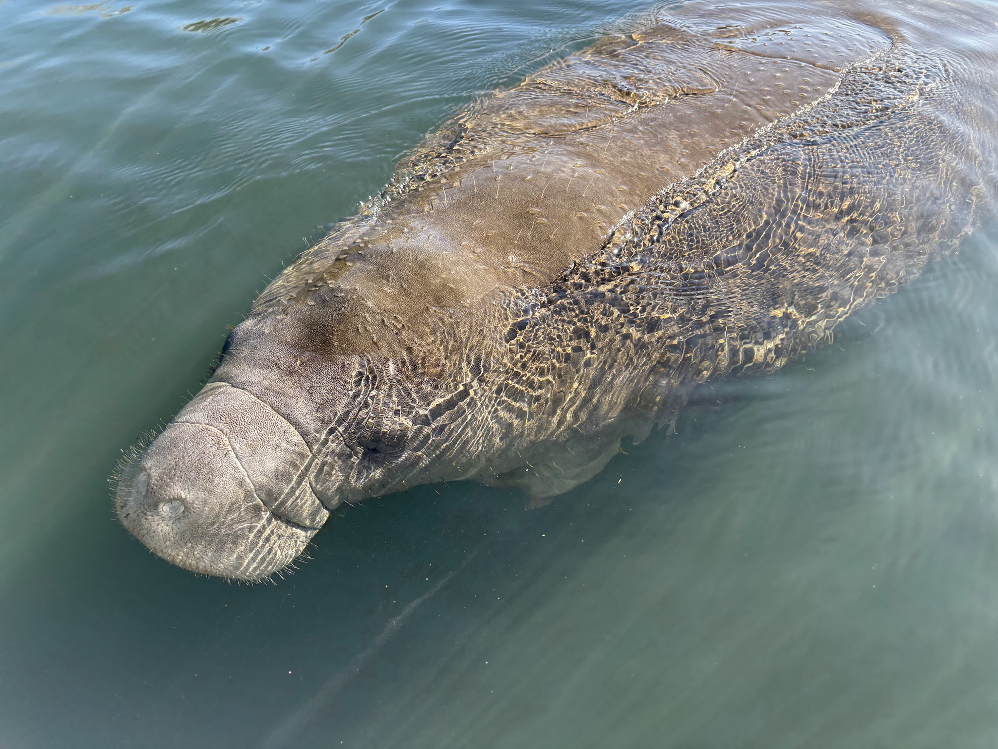 Picture of Paddling with Manatees